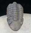 Reedops Trilobite - Great Preservation #20651-3